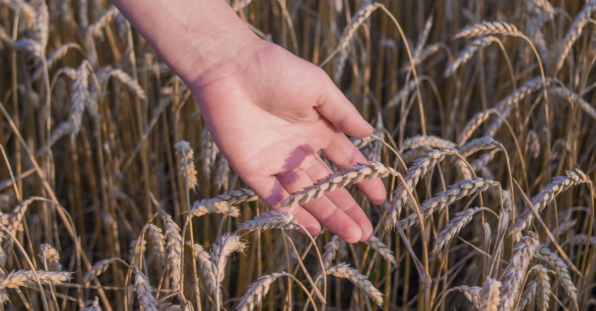 How to Crop an Image Online for Free